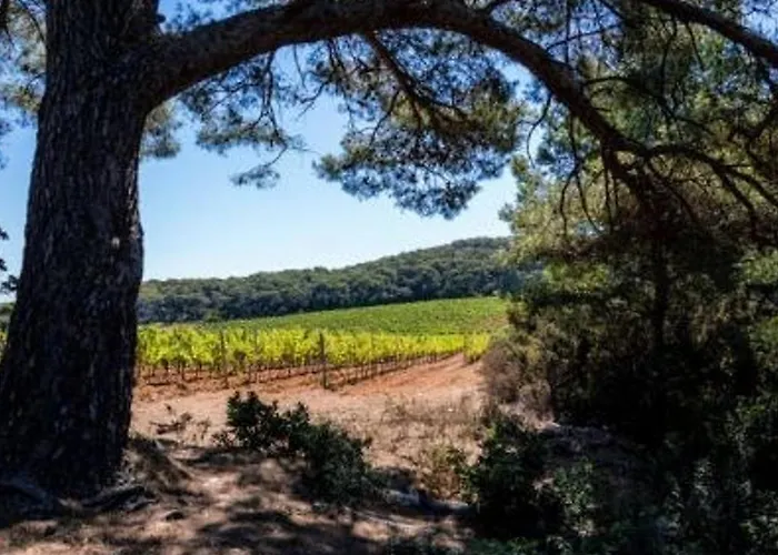 Climatise, 4 Couchages, A 2 Pas De La Au Lavandou - Fr-1-251-93 *